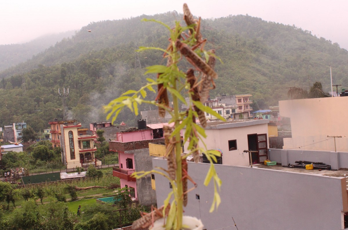 हावाको दिशा परिवर्तन हुँदा नेपाल पस्यो सलह