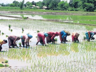 देशभर ५ लाख ४० हेक्टर क्षेत्रफलमा धान रोपाइँ सम्पन्न