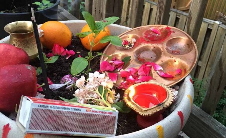 आषाढ शुक्ल एकादशी : तुलसीको बिरुवा मोठमा सारिंदै