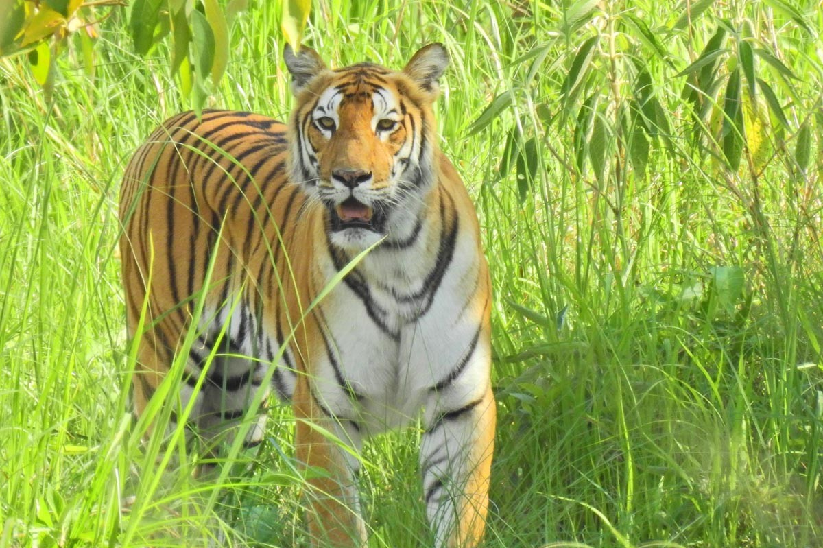 नेपालमा पाटे बाघको संख्या दोब्बर हुुँदै