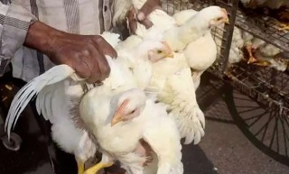 ‘बर्ड फ्लु’ भेटिएपछि मासु र अण्डा ओसारपसारमा प्रतिबन्ध
