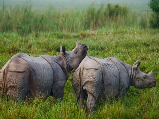 यस वर्षका लागि गैँडा स्थानान्तरणको काम सकियो