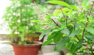 यि हुन् तुलसीको पातका फाइदाहरू
