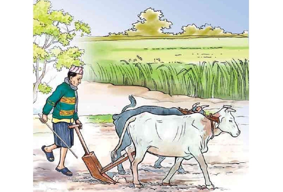 सरकारले कृषि तथा पशु बीमाको ८० प्रतिशत प्रिमियम बेहोर्ने