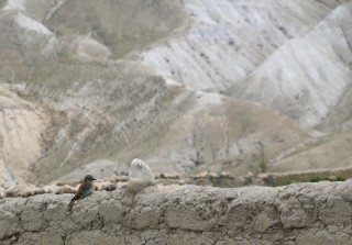 उपल्लो मुस्ताङमा भेटियो नयाँ प्रजातिको चरा