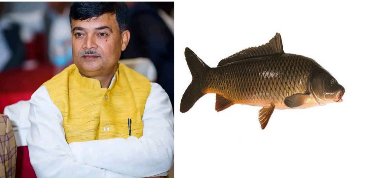 अजय द्विवेदीको चुनाव चिन्ह माछा
