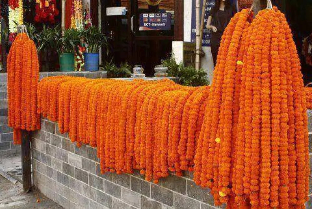 सयपत्री फूलका मालाको आयातमा रोक