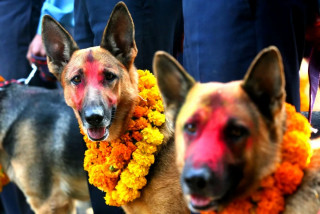 आज तिहारको तेस्रो दिन कुकुर तिहार र लक्ष्मी पूजा गरी मनाइदै