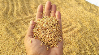 यो वर्ष धान उत्पादन बढ्ने