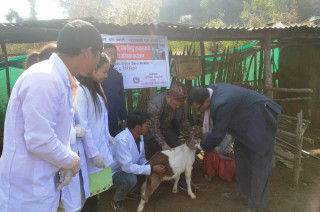 धुनिवेशीमा वडा नम्बर ६ बाट पिपिआर खोप अभियान सुरु