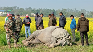 चितवनमा सात महिनामा १४ गैँडा मरे