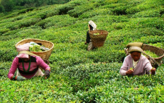 नेपालमै पहिलो पटक चिया प्रविधि पढाइको तयारी