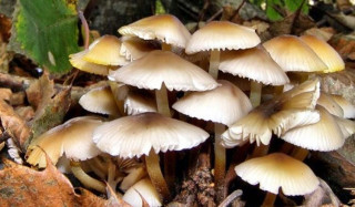 मकवानपुरमा जङ्गली च्याउ खाँदा एकै परिवारका ७ जना बिरामी
