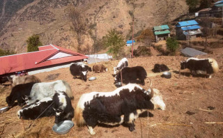 तिप्लिङ गाउँमा याक