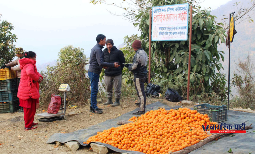गोरखामा सुन्तला उत्पादन १५ प्रतिशत बढ्यो