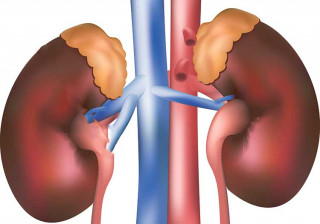 आज विश्व मिर्गौला दिवस विभिन्न कार्यक्रम गरी मनाइँदै