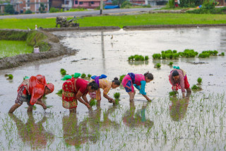 देशभर ५० प्रतिशत धान रोपाइँ सम्पन्न