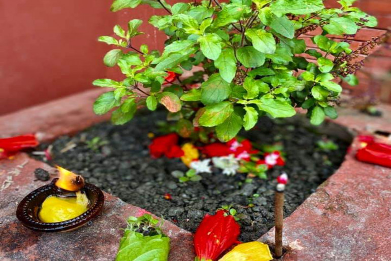 आज हरिशयनी एकादशी : आज तुलसी रोप्ने दिन