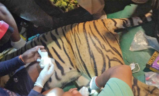 चितवनमा मान्छेलाई आक्रमण गर्ने बाघ नियन्त्रणमा