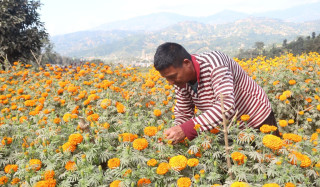तिहारमा फूलबारीमा व्यस्त कृषक