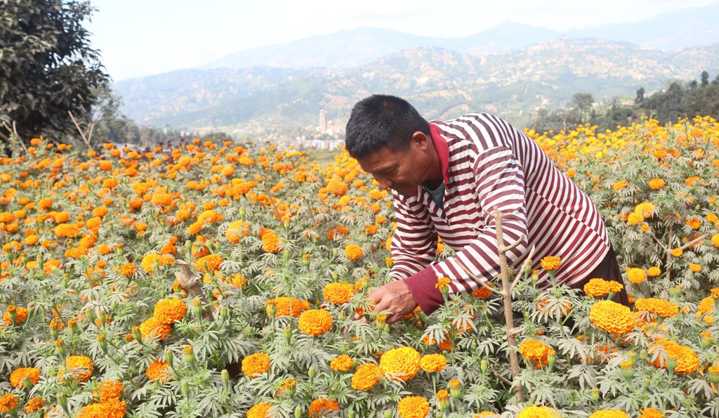 तिहारमा फूलबारीमा व्यस्त कृषक