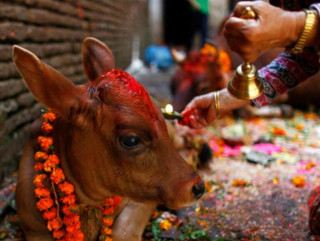कार्तिक शुक्ल प्रतिपदा अन्तर्गत आज गाई, गोरु र गोवर्द्धन पुजा गरिँदै