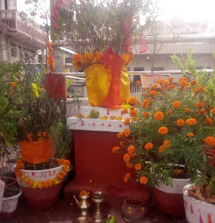 आज हरि बोधिनी एकादशी, तुलसीको विवाह गरिँदै