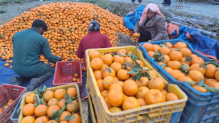 मुग्लिनमा सुन्तला महोत्सव