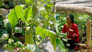 खेतबारीमा संचालित कृषक पाठशालाले फेरियो गंगाजमुनाकी सरस्वती श्रेष्ठको जीवनशैली