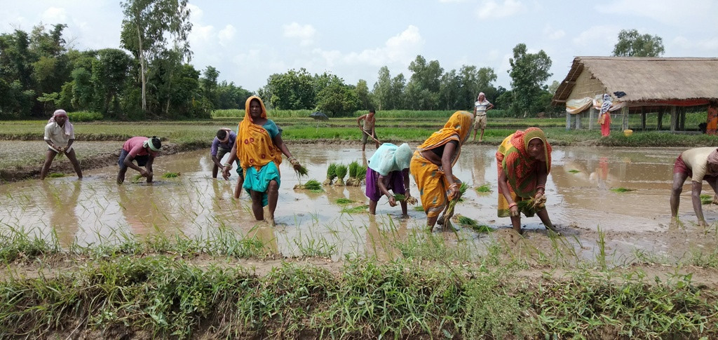मधेसमा ७७ प्रतिशत धान रोपाइँ, २७ प्रतिशतले उत्पादन घट्ने अनुमान