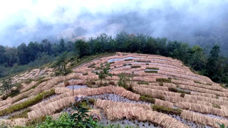 वर्षाले देशभर कृषि र पशुपन्छी क्षेत्रमा तीन अर्ब ५५ करोडको क्षति