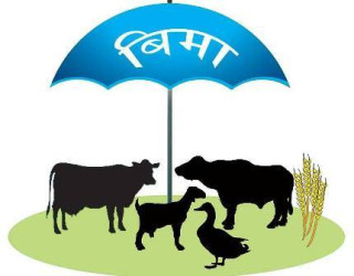 तनहुँमा ७१ हजार पशुको बिमा